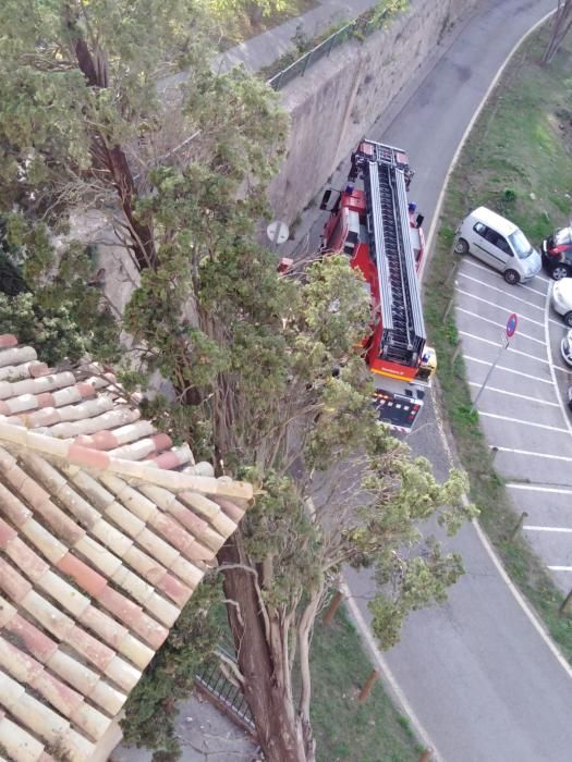 Un arbre cau sobre un edifici del barri de Vista Alegre a Girona