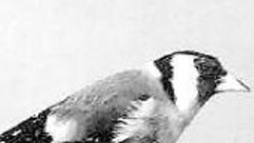 El jilguero, un ave con un magnífico plumaje