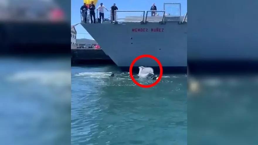 Un delfín sorprende a los buzos de la Armada en Ferrol