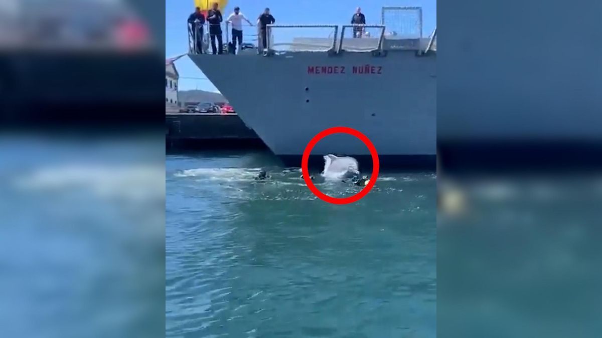 Un delfín sorprende a los buzos de la Armada en Ferrol