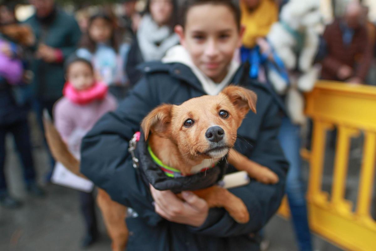 Las mejores imágenes de la bendición de animales de San Antón en Amoradí 2026 están aquí