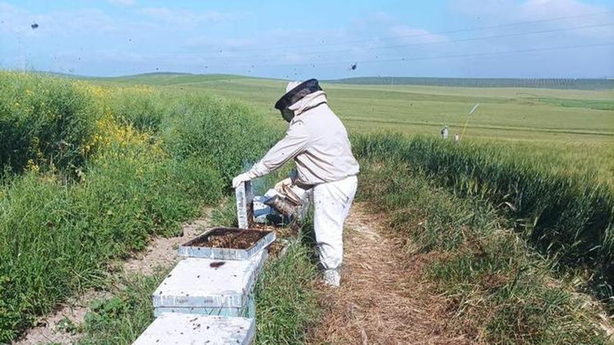 La Junta ofrece ayudas a los apicultores para la producción y comercialización del sector