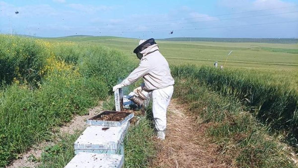 Un apicultor realiza su trabajo.