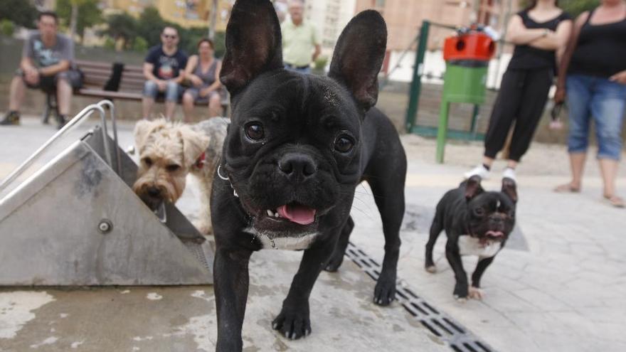 El PSOE quiere analizar el estado de los parques caninos para determinar las mejoras pendientes.