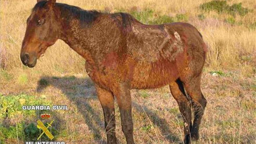 Ocho detenidos en Castellón por maltrato animal durante el 2016