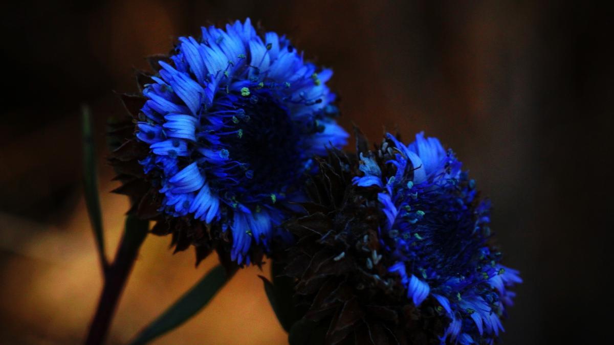 Flors silvestres de color blau. F