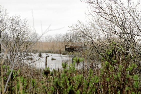 Das Naturschutzgebiet S'Albufera wird 30 Jahre alt - und steckt in einer tiefen Krise. Umweltschützer schlagen Alarm, die Politik bleibt weitgehend untätig.