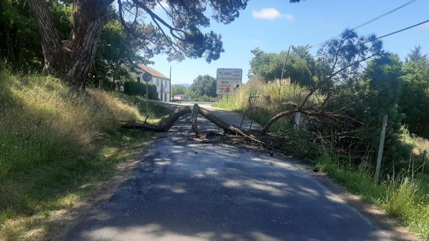 La rama desgajada del &quot;pino manso&quot; de Liñares corta por completo el vial que conecta la carretera Liñares-Valboa con la playa fluvial.