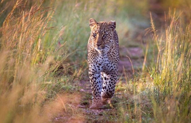 leopardo