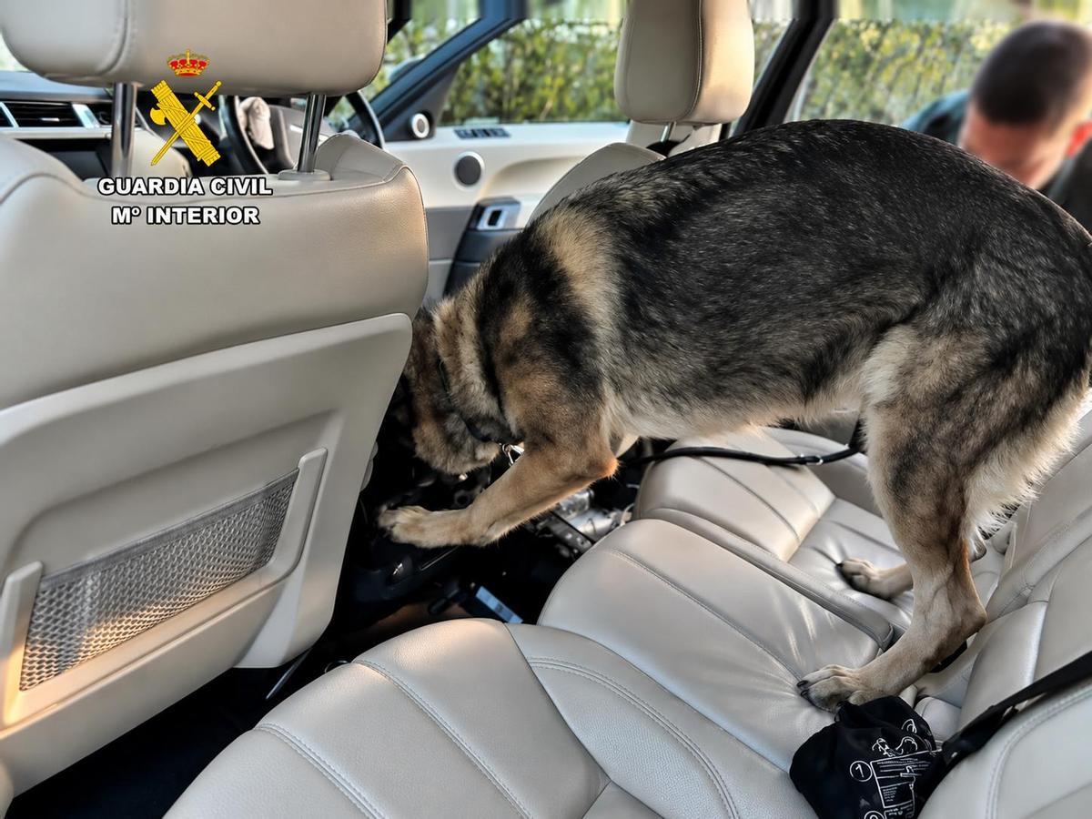 Perro del servicio de Cinológico de la Guardia Civil.