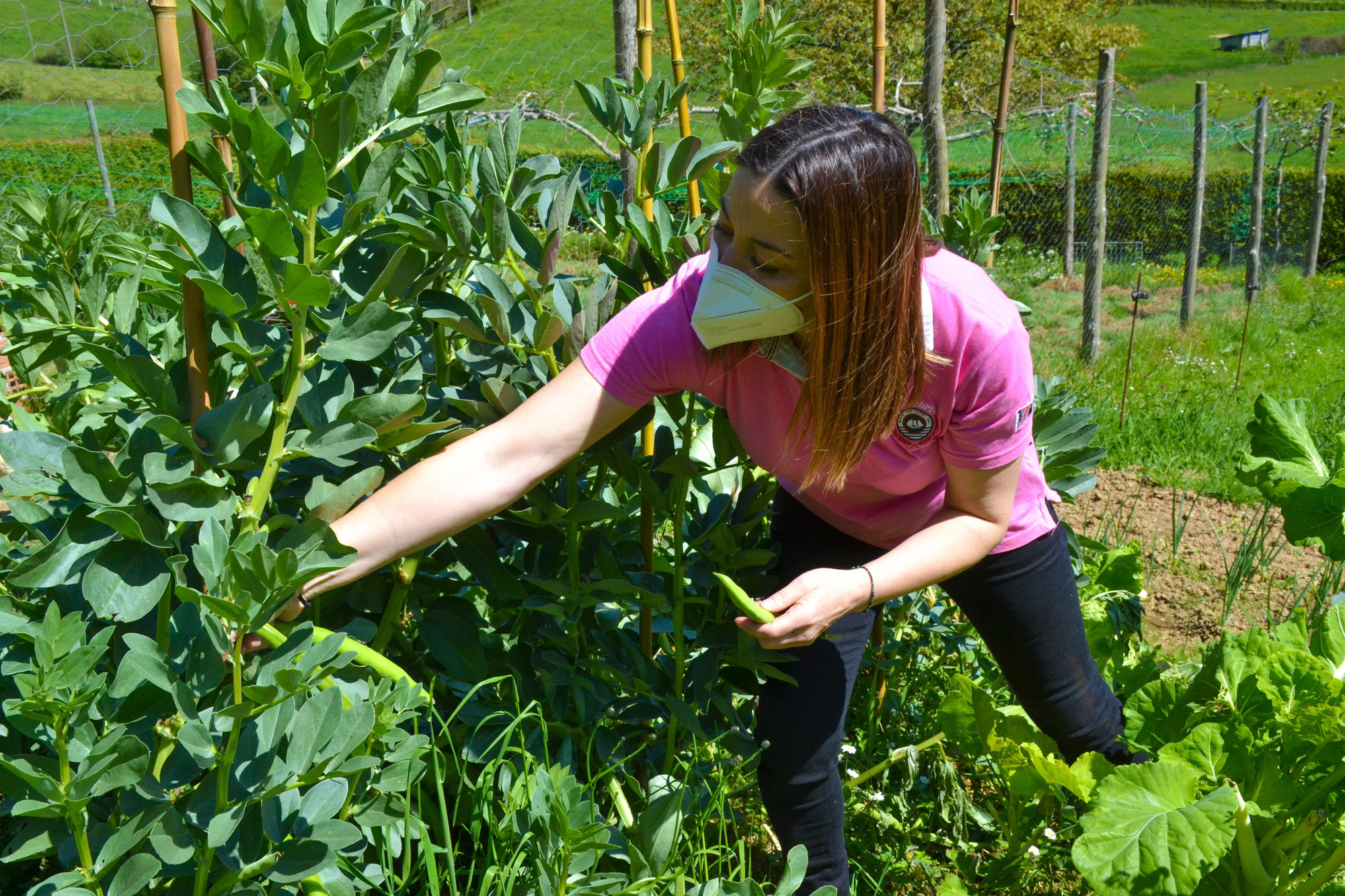 Belén Fernández disfruta también con el trbajo en la huerta, aquí recogiendo las primeras fabes de mayo.