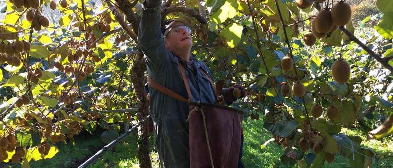 José Manuel Sánchez recoge kiwis en la finca piloñesa Vega d&#039;Aguín, ayer.