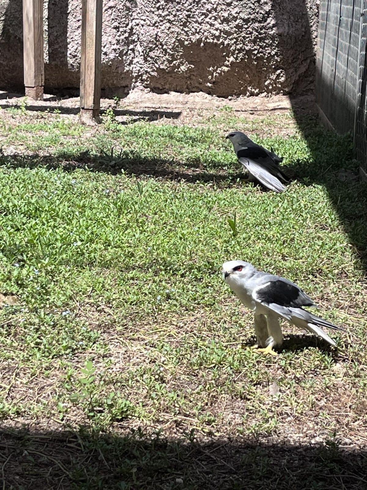 Dos de las aves acogidas en el Zoo de Córdoba.