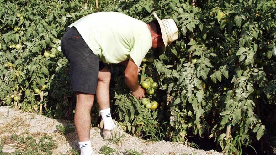 Extremadura dispone de 24.000 hectáreas de tomate esta campaña