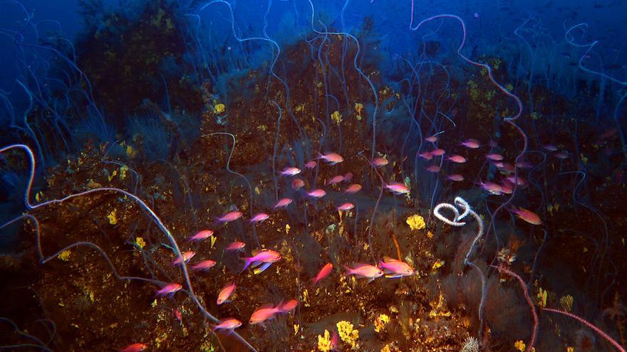 Un descubrimiento en las costas de Canarias reaviva el misterio de la Atlántida