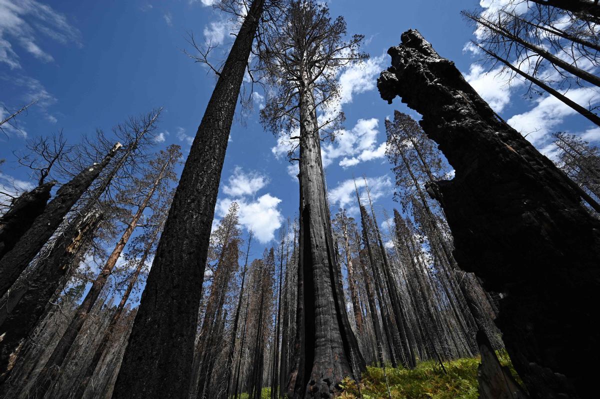 Las secuoyas gigantes de California, en riesgo por los incendios