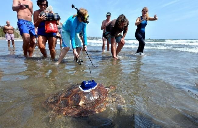 18/03/2016 PLAYA DEL INGLES, SAN BARTOLOME DE TIRAJANA. Suelta de tortugas bobas en Playa del Ingles. Foto: SANTI BLANCO