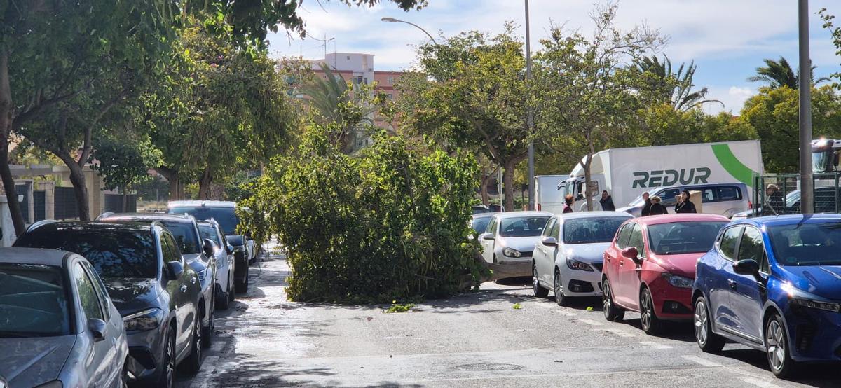 Así ha quedado el PAU 1 tras el paso del temporal de viento en Alicante