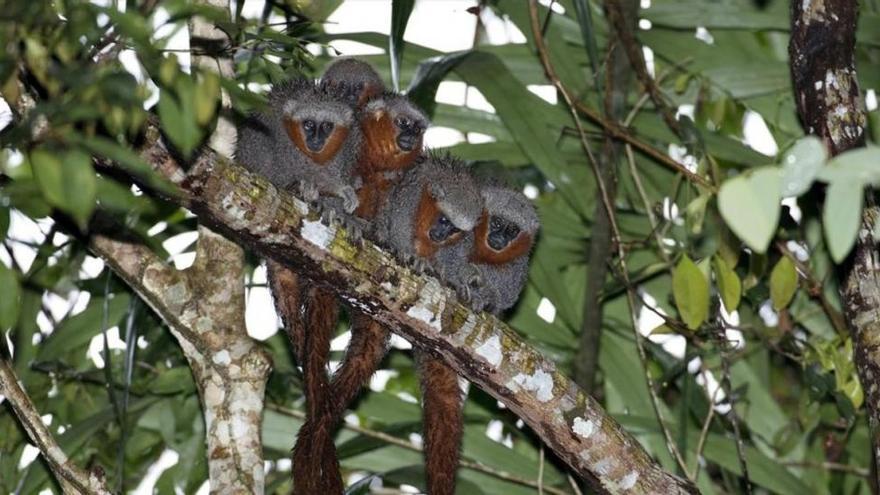 Descubiertas casi 400 nuevas especies de vertebrados y plantas en la Amazonia