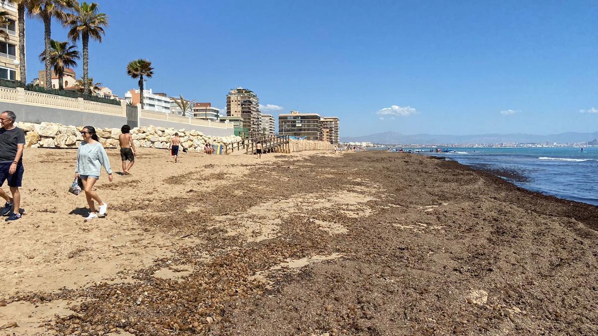 Algas en la orilla tras el temporal