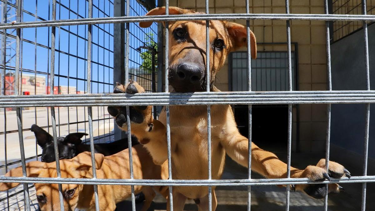 Perros en las instalaciones del Centro de Bienestar Animal de Sadeco en Córdoba.