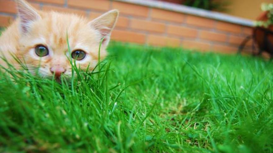 El Concurso Tu Mascota 2011 ya tiene ganadores