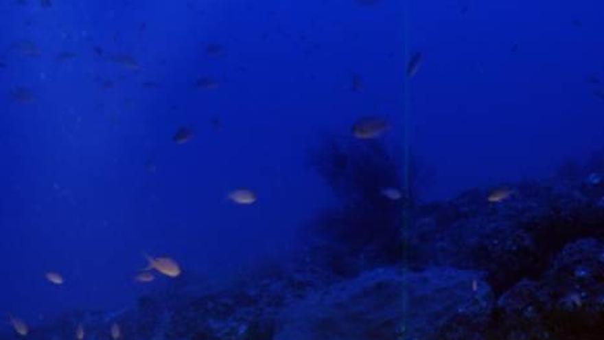 Especies de coral en el fondo marino.