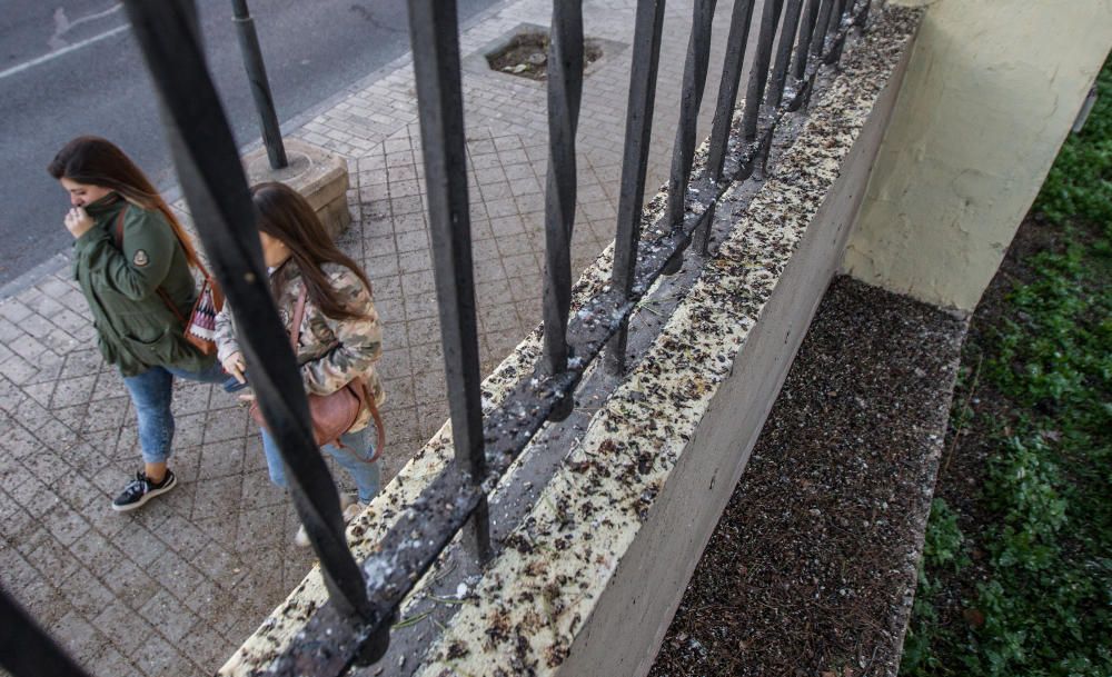 Invadidos por los estorninos en Alicante