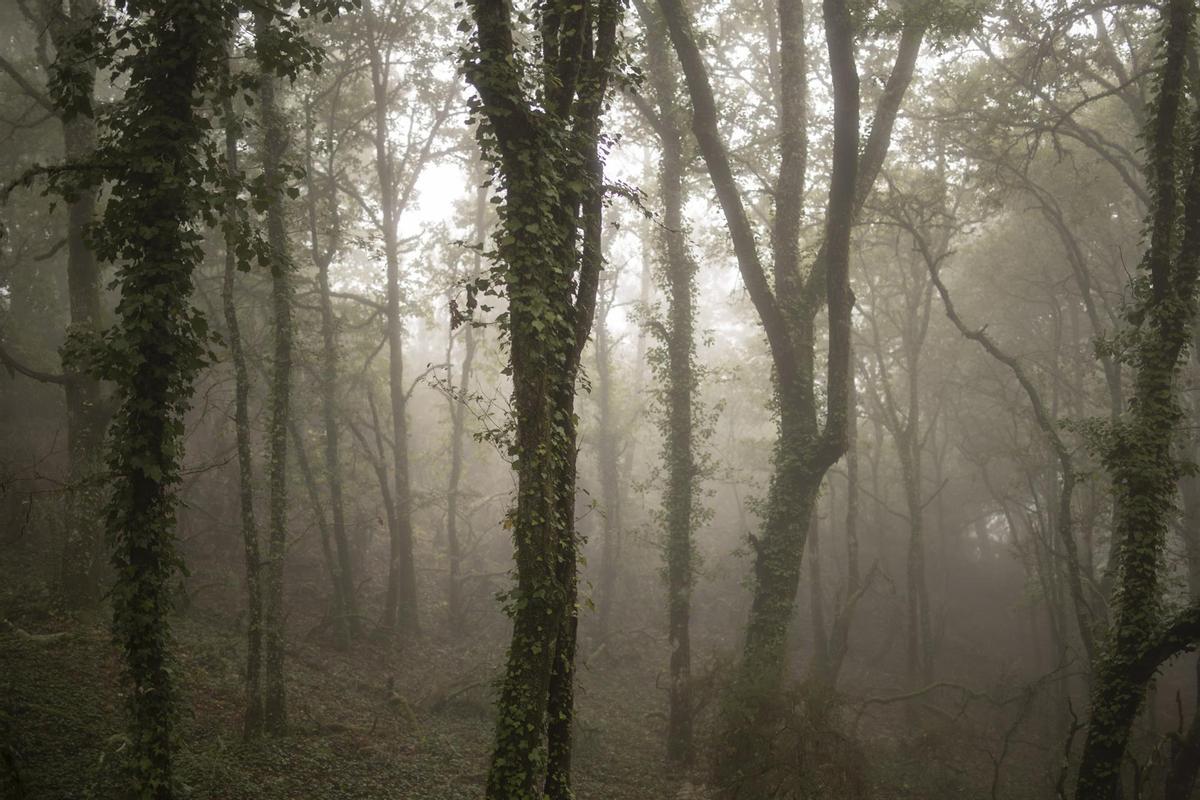 Vista de bosque cubierto de niebla en Nogueira de Ramuín (Ourense).