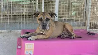 La protectora que gestionaba el refugio de perros y gatos proclama que conseguía más adopciones y recibía menos dinero