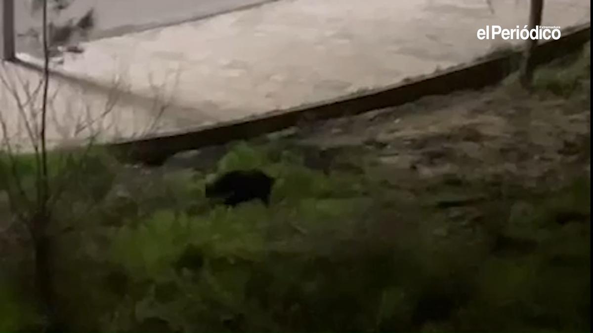 Video | Una familia de jabalíes se pasea por Plasencia