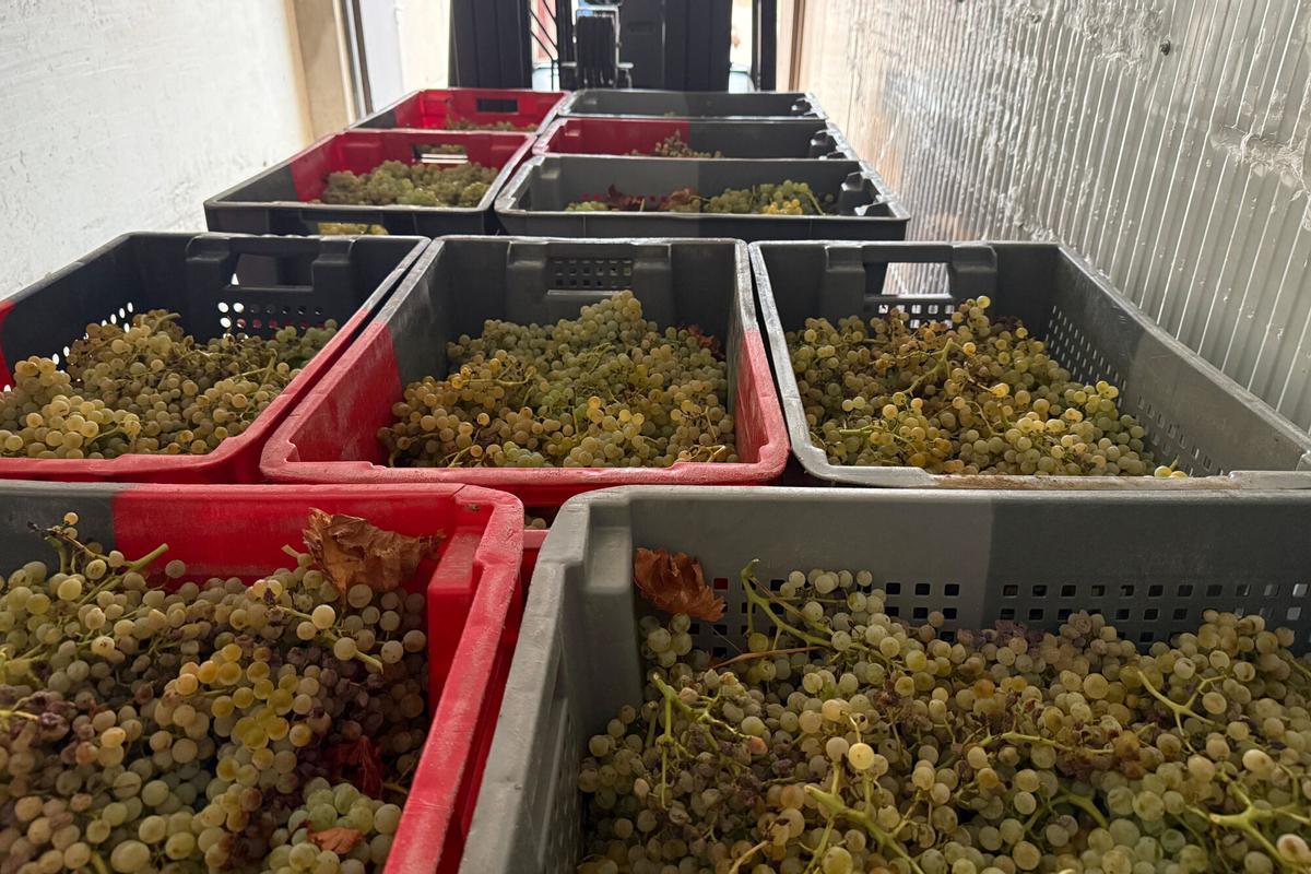 Caixes plenes de raïm en un celler de Sant Climent Sescebes