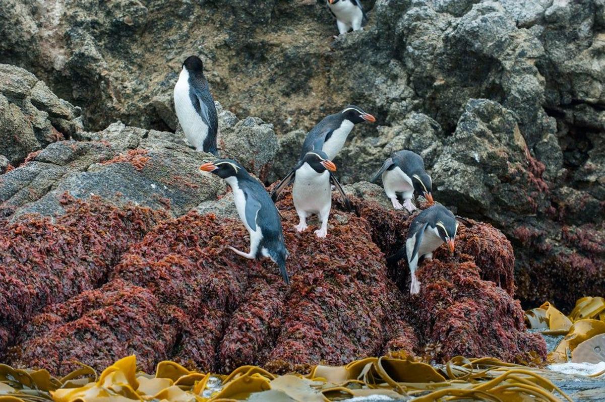 Pingüino de las Snares, en las Islas Snares, Nueva Zelanda