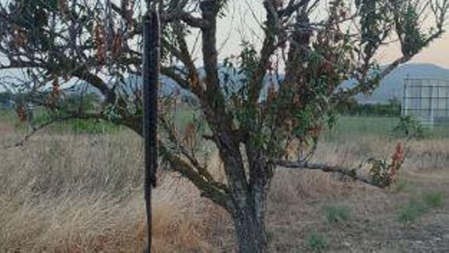 La serpiente estaba colgada de un árbol