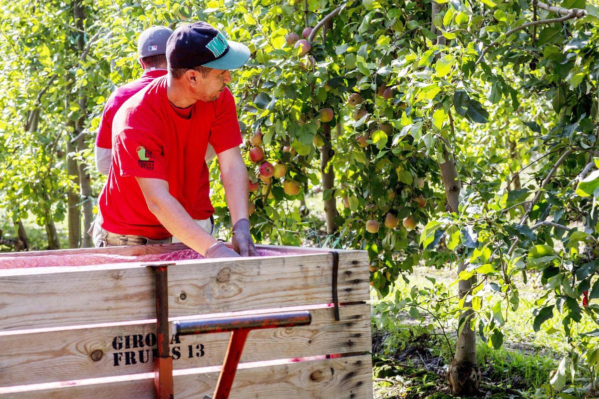 Recogida de manzanas en una finca de Girona Fruits, una de las empresas catalanas proveedoras de Mercadona.