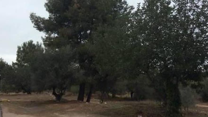 Imagen de parte de una de las parcelas de la familia Trénor, entre la calle 232 y la carretera Plà del Pou.