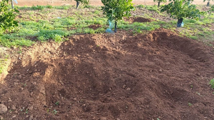 Alertan de la sobrepoblación de jabalíes y conejos en Morvedre