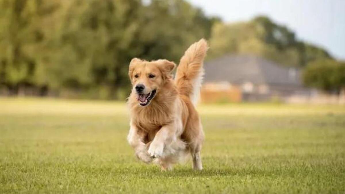 Golden Retriever.