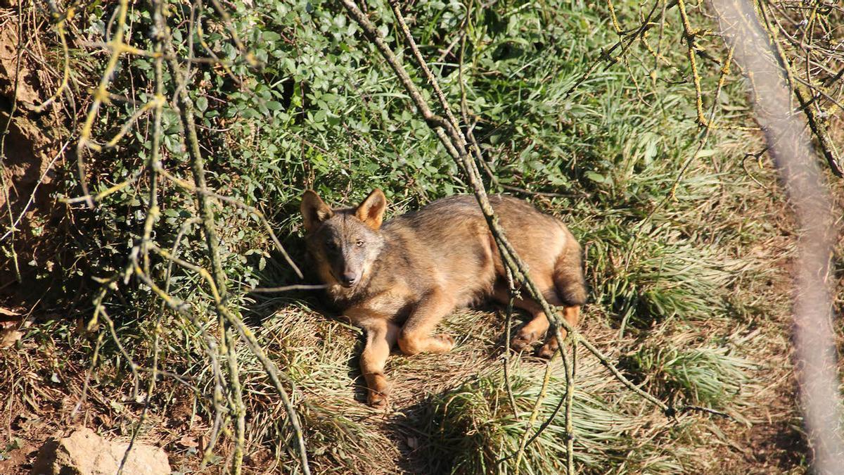 Un ejemplar de lobo ibérico.