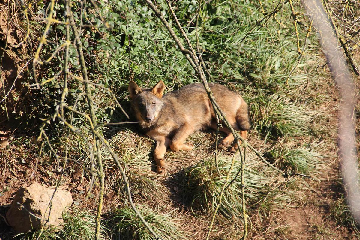 Un ejemplar de lobo ibérico en Cabárceno