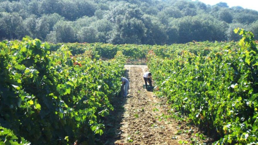 Las plantas del entorno de las viñas influyen en los aromas del vino