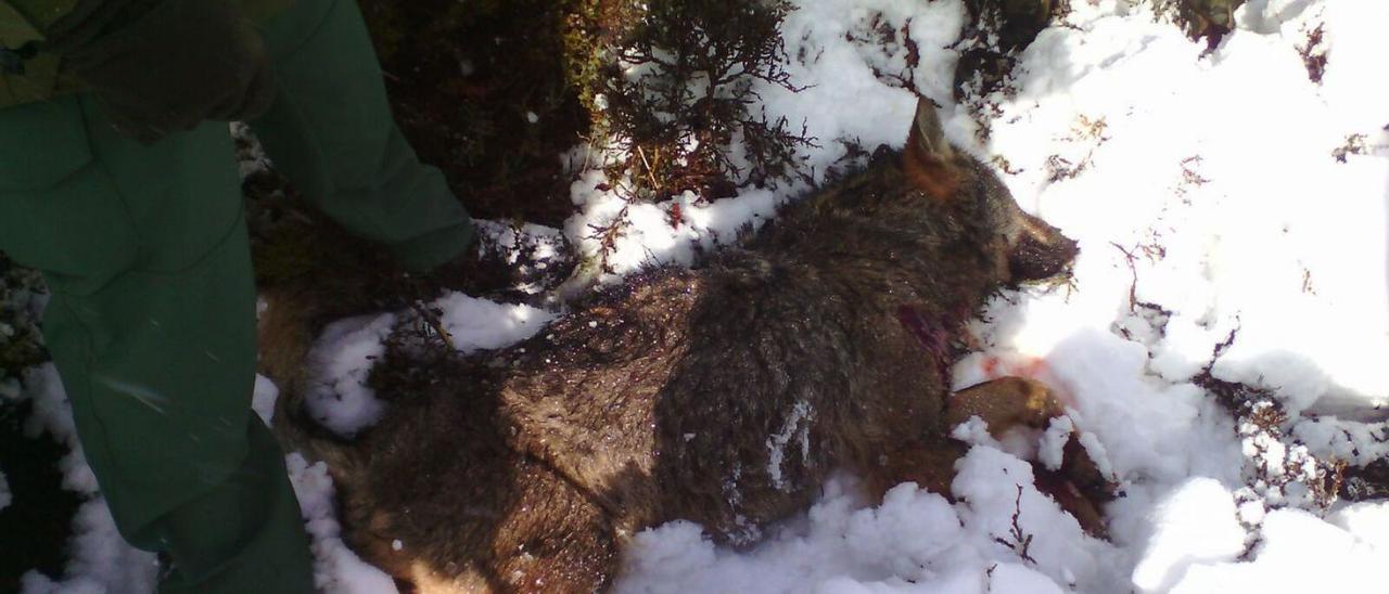Un ejemplar de lobo abatido hace unos años en la Sierra de la Culebra, en la zona de Cobreros. | L.O.Z