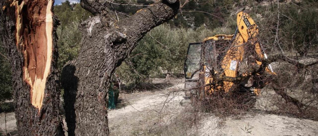 Una excavadora arrancando almendros en el término municipal de Balones, uno de los municipios de El Comtat afectados por la plaga.