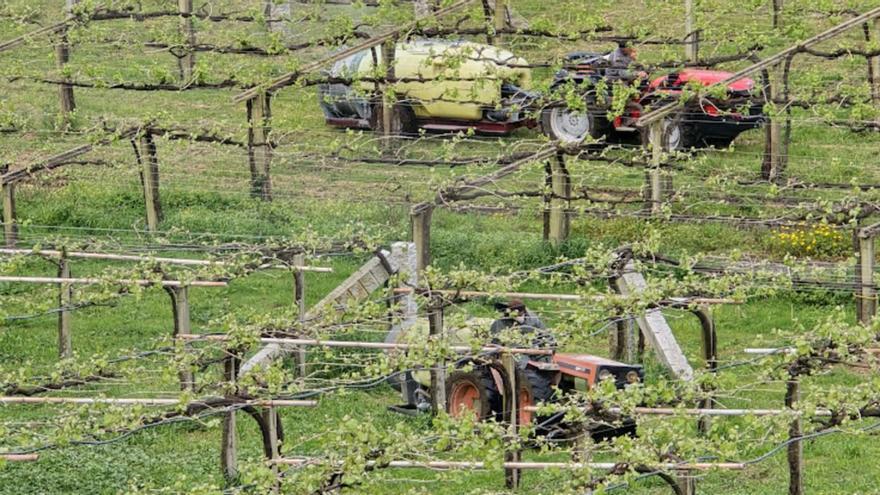 Tratamiento contra el mildiu en la finca Santa Mariña, en Vilagarcía de Arousa.   | // M. M.