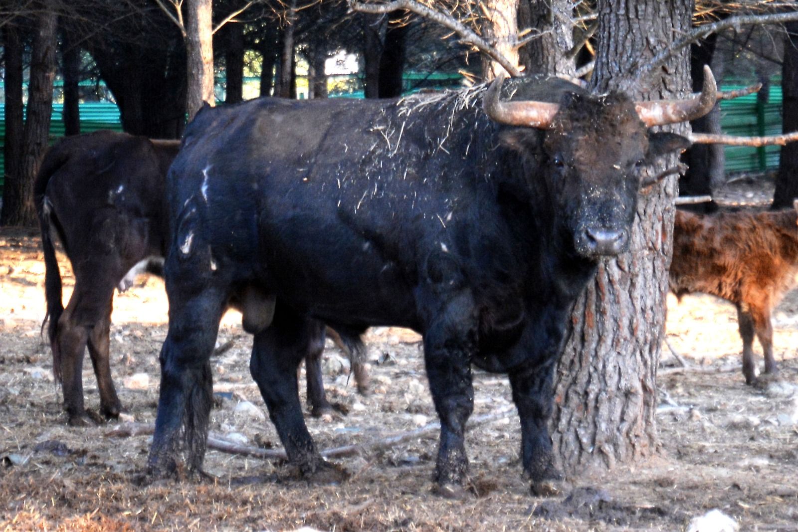 Naturaleza y plenitud: así viven los toros de la ganadería de Daniel Ramos