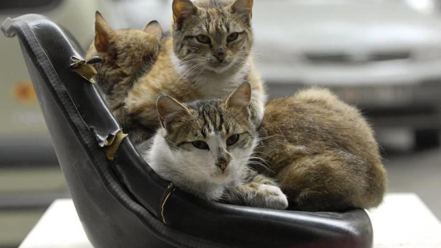 Tres gatos en el rincón de una casa, sobre un asiento del que han dado buena cuenta.