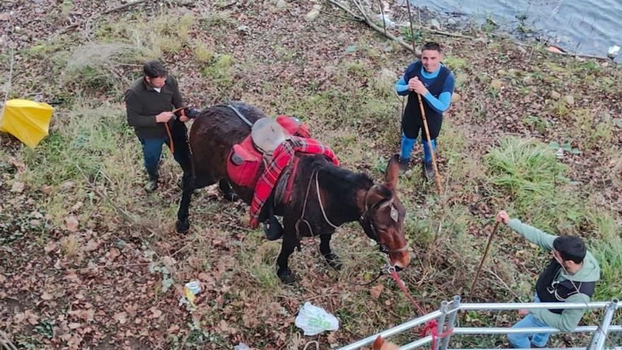 La mula que salvó la yegua atrapada en el río Caudal se dedica al rescate de vacas