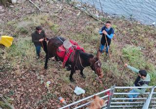 La mula que salvó la yegua atrapada en el río Caudal se dedica al rescate de vacas