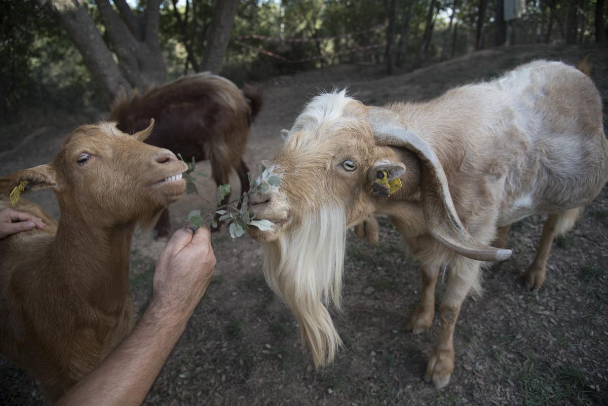 El Boc és un dels atractius del Centre d'Apropament a la Natura