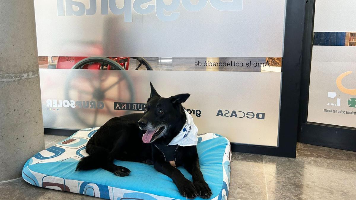El perro Jack se reencuentra con una niña en el hospital de Ibiza